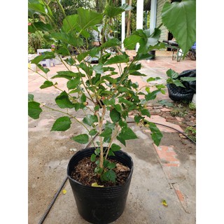 Cây Dâu Tằm( tặng kèm phân bón)
