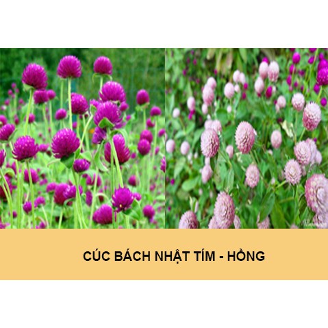 Hoa trồng ban công sân vườn Cúc bách nhật  màu tím - hồng - trắng