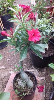 Cây hoa sứ thái siêu hoa
