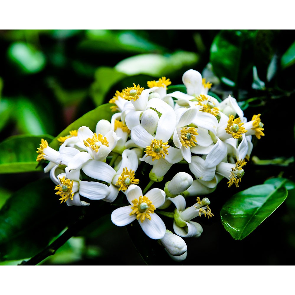 Trà ướp hoa Bưởi