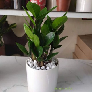 Cây kim tiền để bàn, cây phong thủy mang lại may mắn về tiền bạc