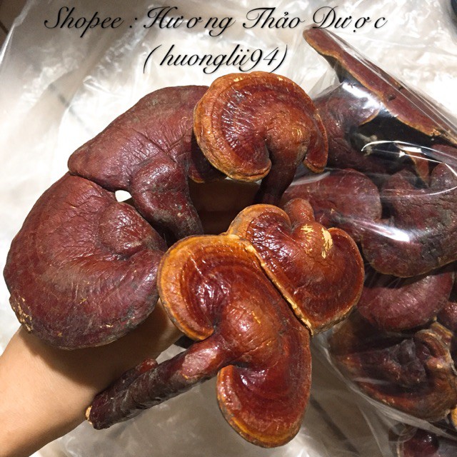 100g Nấm Lim Xanh ( khô )