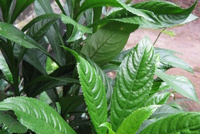 Cây Xương Sông cao 40-50cm