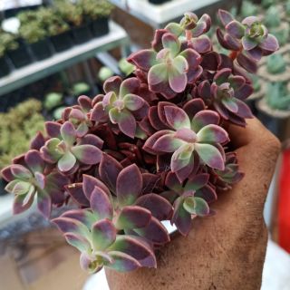 Sen đá Mặt Trăng Đen