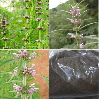 Hạt giống cây Ích mẫu - cây dược liệu - gói 50 hạt