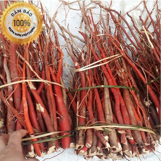 Sâm cau tươi 1kg - Sâm cau rừng tây bắc