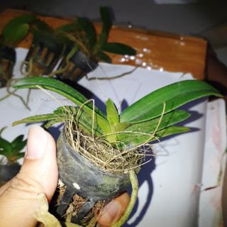 Hoa lan ngọc điểm lá mít đủ màu