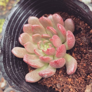 Sen đá ruby đỏ