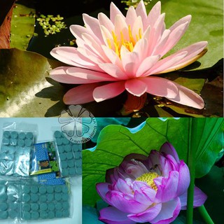 PHÂN TAN CHẬM SEN SÚNG - 24 viên/ gói