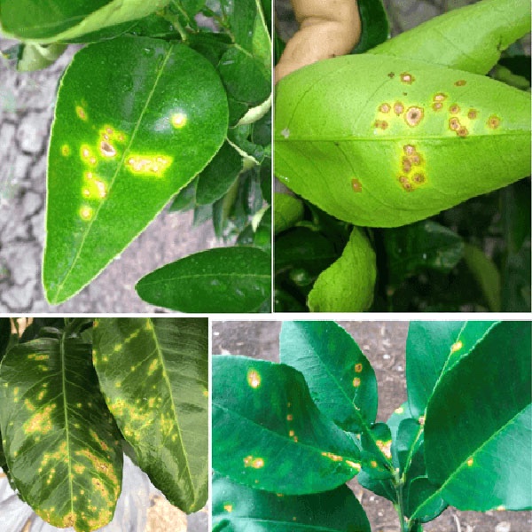 Thuốc bệnh mancozeb, Man xanh UPL, Man xanh Ấn độ gói 100g trừ vàng lá, thán thư, sương mai, mốc sương, phấn trắng