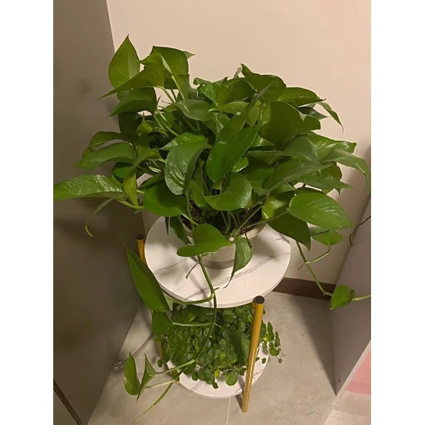 Kệ để chậu hoa cây cảnh ban công,phòng khách B174