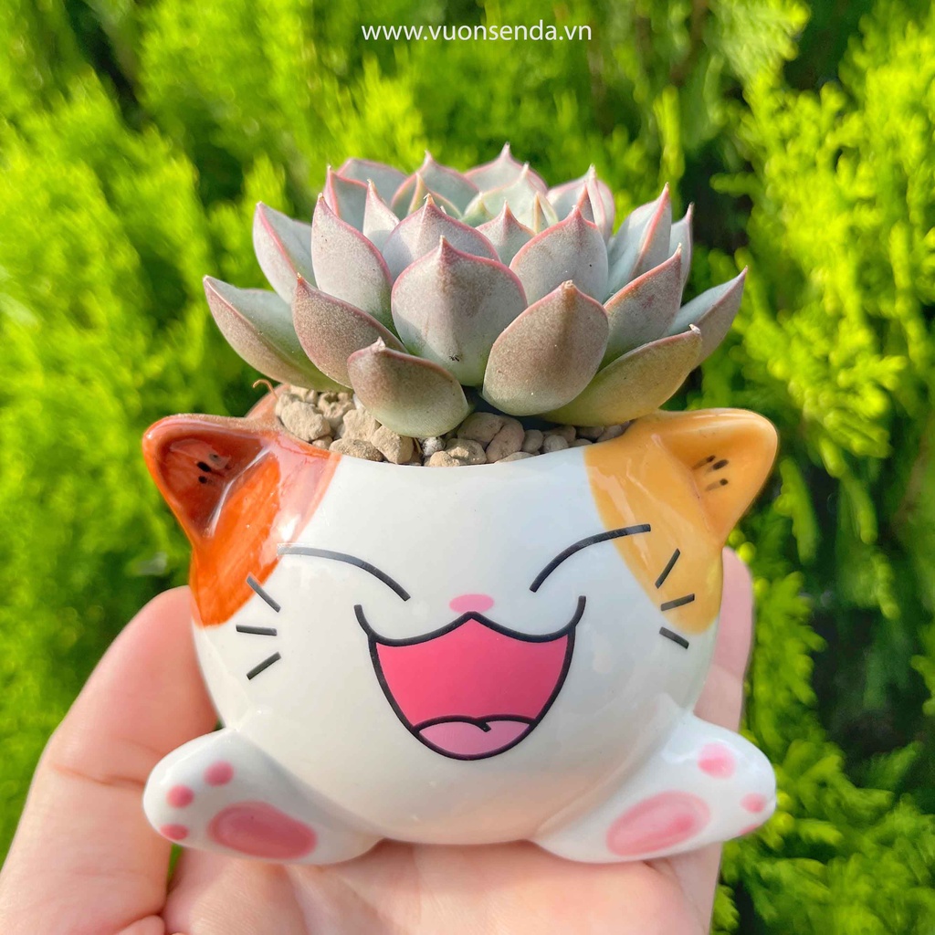 Chậu mèo 6x8cm - Chậu trồng sen đá dễ thương