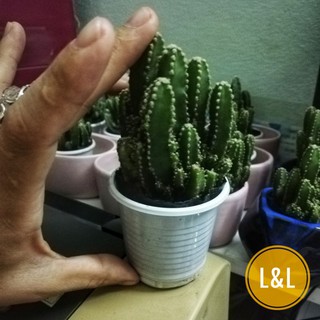 Xương rồng thanh sơn cây to 17cm trang trí bàn làm việc, văn phòng làm quà tặng