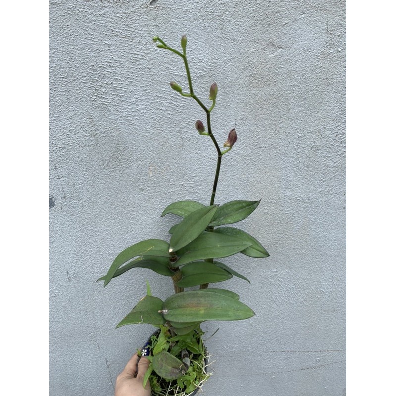 Lan Denro cây đag cho nụ, hoa