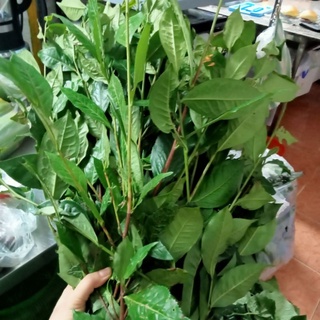 - lá trà xanh cầu đất 300g