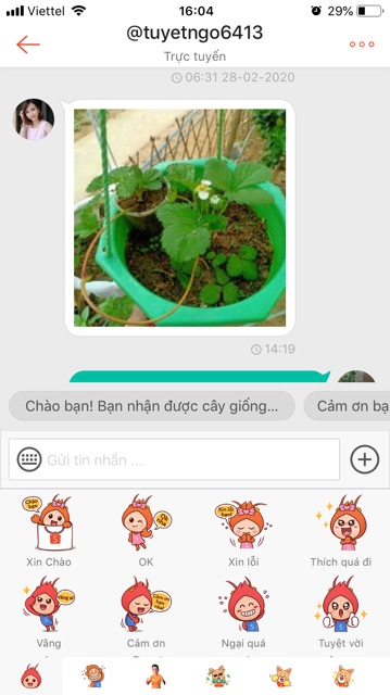 Combo 10 Cây giống  đủ loại. Mua 10 được 11 cây