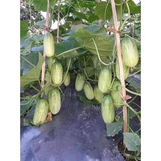 Hạt giống Dưa Chuột Mèo (Thái Lan) 1gr
