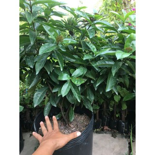 Chậu trang mỹ hồng (chậu lớn)