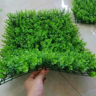 Cỏ treo tường tai chuột giá rẻ