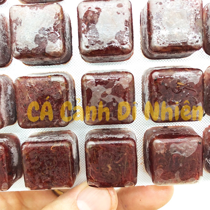 Trùng huyết đông lạnh 24 viên thức ăn cá cảnh loại tốt vỉ đỏ 100 gram