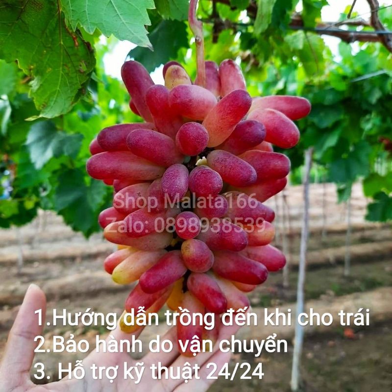 Cây Nho Giống Ngón Tay NH01-152 (Có Video Hướng Dẫn Thực Tế Đến Khi Cho Trái)
