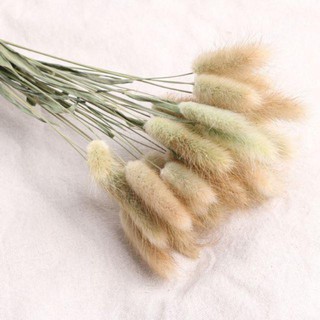 Hoa khô CỎ ĐUÔI THỎ Lagurus Bunny Tails màu tự nhiên decor phong cách vintage- Bông đuôi thỏ