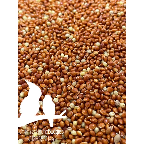1kg kê bóng đỏ - kê đỏ hạt to [thức ăn: Chim Cảnh, Cu Gáy, Yến Phụng...]