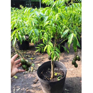 Cây cóc thái lớn sẵn trái và hoa dễ trồng có sẵn tại Sài Gòn