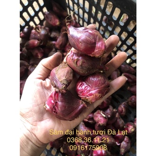 Sâm Đại hành Đà Lạt