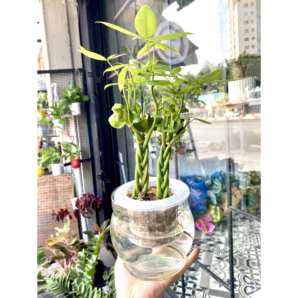 Kim Ngân Bính Đôi Thuỷ Sinh (Luôn Chậu)