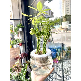Kim ngân bính đôi thuỷ sinh