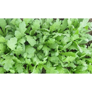 [ Deal 3K ] - 450 hạt giống Cải Cúc nếp ( Hạt giống Thanh Tâm )