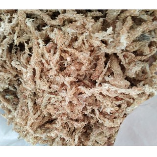 Rêu sâu Chile trắng giữ ẩm trồng lan (100g)