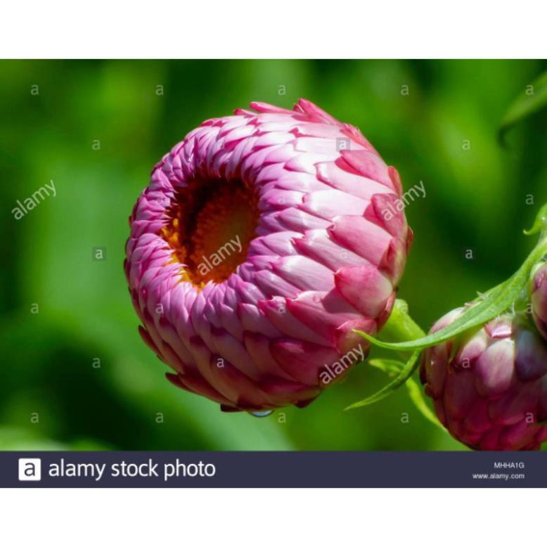 Hạt giống cúc bất tử màu hồng Khổng lồ🔆GIÁ GỐC🔆Hạt F1, Hoa siêu To