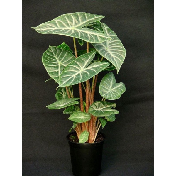 Chậu cứng alocasia ivory coast