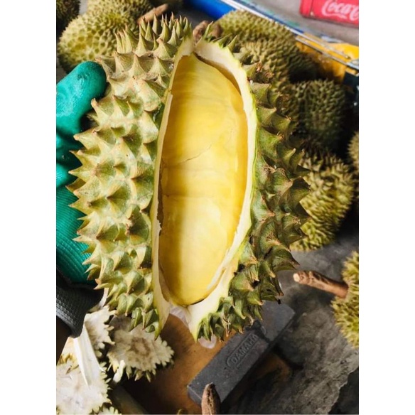 TRÁI SẦU RIÊNG THÁI MONTHONG LOẠI Nhất ( Trái Từ 2,5-4,5kg