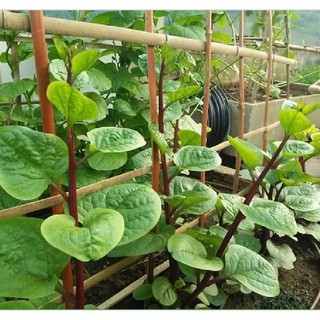 Hạt giống rau mồng tơi tím  ( 1 gói 3gram ) ( Nảy mầm tốt )