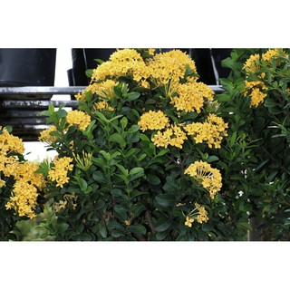 hoa mẫu đơn màu vàng, bầu cây lớn, gửi đi nguyên bầu, hàng đang nụ hoặc sắp nụ