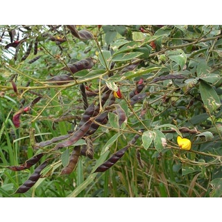 Hạt đậu săng (đậu chiều)