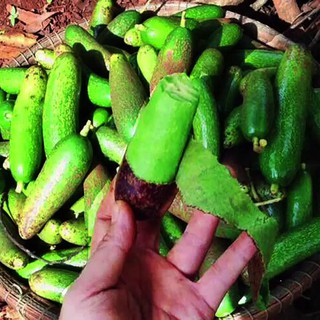 CÂY GIỐNG BƠ KHÔNG HẠT