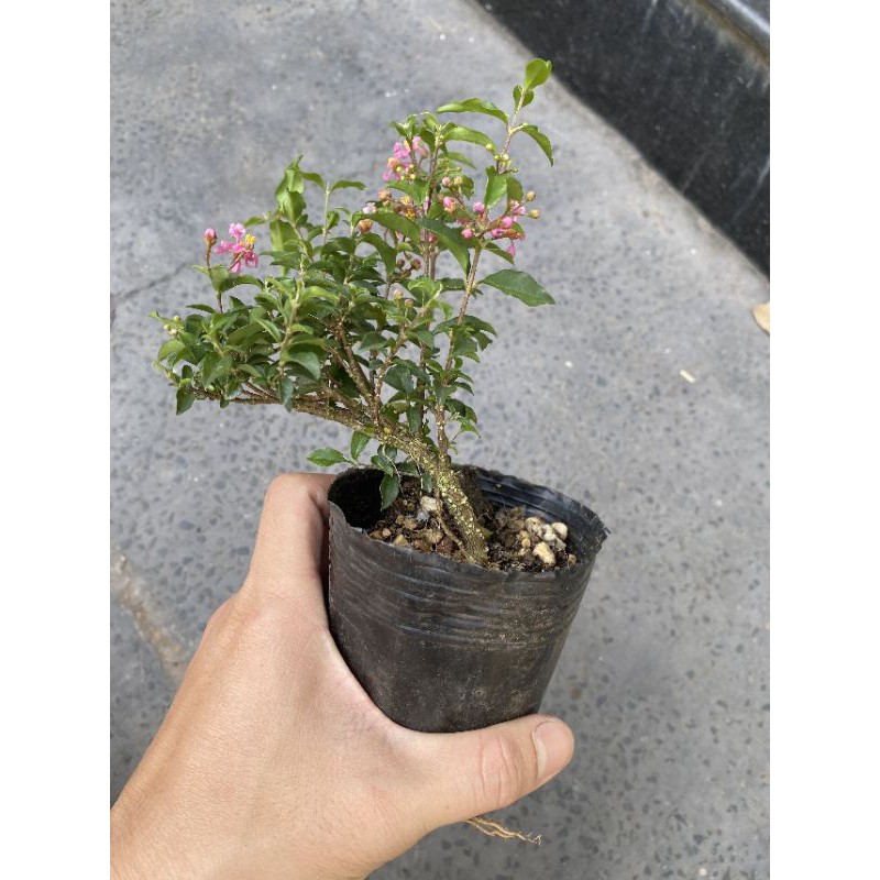 Bonsai Hồng Ngọc Mai  - Cây Bonsai mini, bonsai bông hồng- Setup tiểu cảnh, bán cạn, terraiurms - combo giá thể