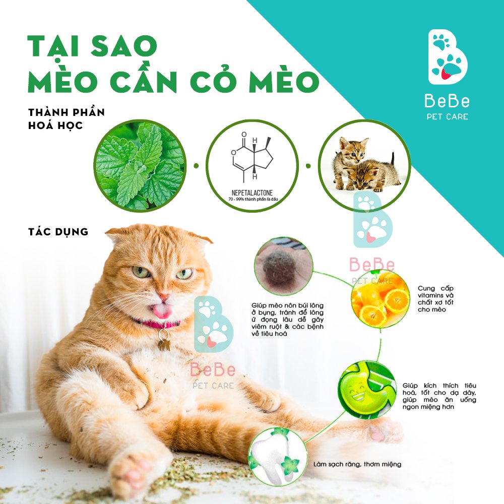 CATNIP Thần Thánh Giúp Thư Giãn &amp; Giải Toả Căng Thẳng Cho Các Boss