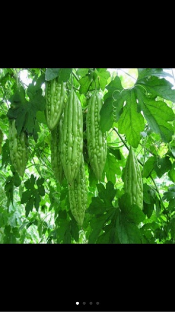 Hạt giống khổ qua lai F1