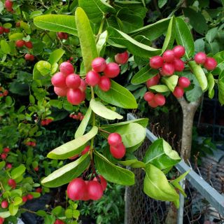 Cây siro siêu trái