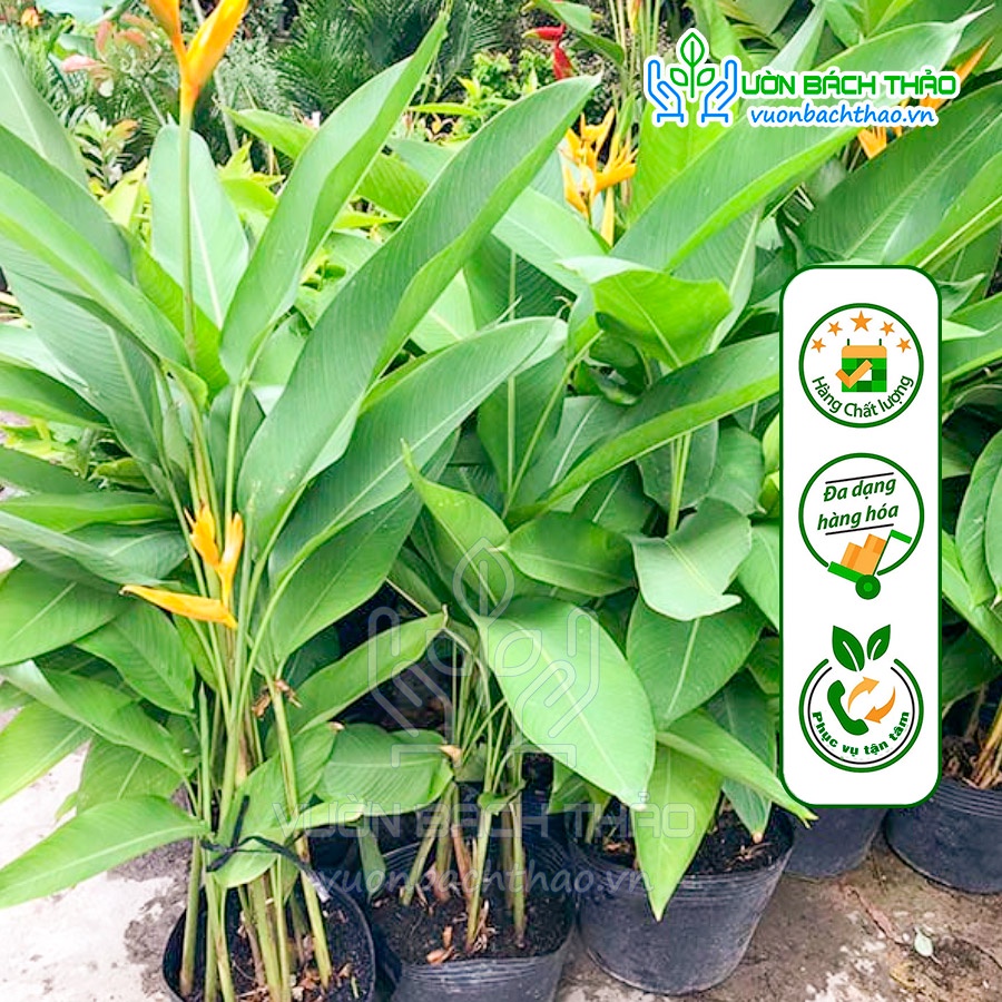 Cây chuối mỏ két hoa vàng bụi 3-4 cây trồng sân vườn - Vườn Bách Thảo