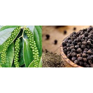 [Cam Kết Nguyên Chất] Tiêu Đen Nguyên Hột Bình Phước (100Gram)