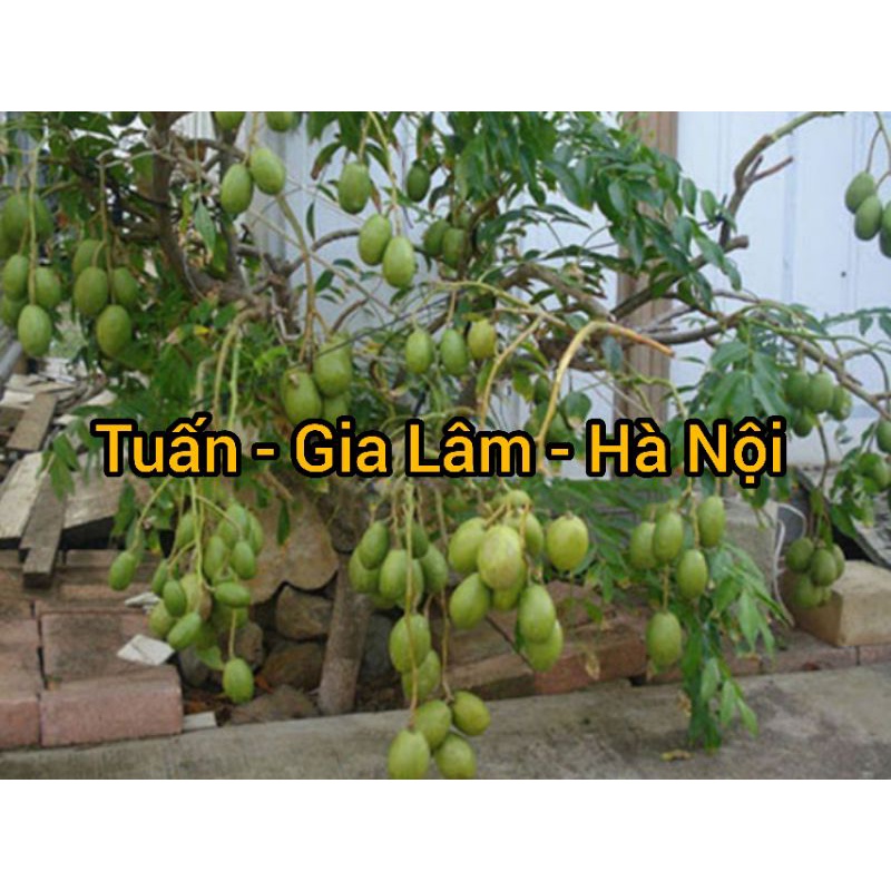 Cây cóc thái sắp ra trái