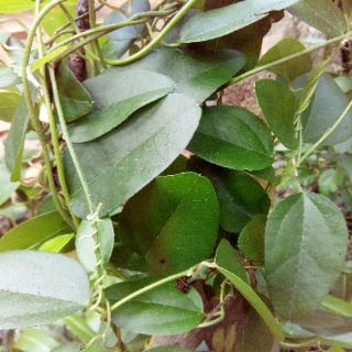 combo 5 cây sương sâm gieo hạt
