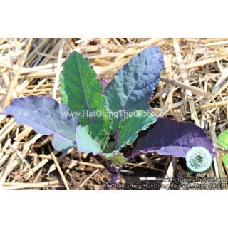 10GR 2900.HẠT Hạt Giống Cải Xoăn Kale Khủng Long Tím Dazzling Blue (| B20*X42)