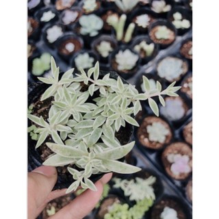 Sen đá sedum cỏ trắng